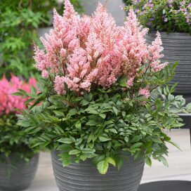 Astilbe 'Look At Me'